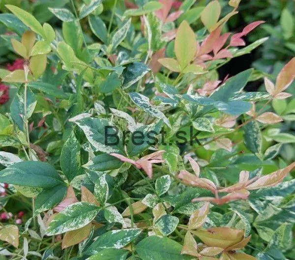 Nandina domestica twilight